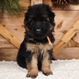 Ember - Black and red female German Shepherd puppy in Tippecanoe, Indiana from Mächtiger Barkerheim
