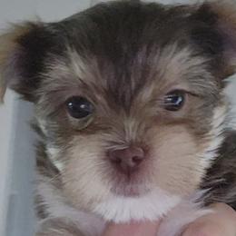 Yorkshire Terriers from Axt Farm