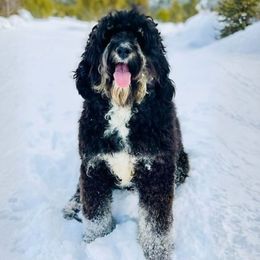 Vicky - Bernedoodle