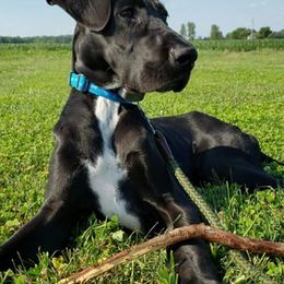 Great Danes from Southern Ohio Great Danes