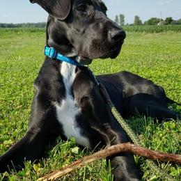 Great Danes from Southern Ohio Great Danes