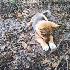 Swedish Vallhund Puppies from Skyfyre Swedish Vallhunds