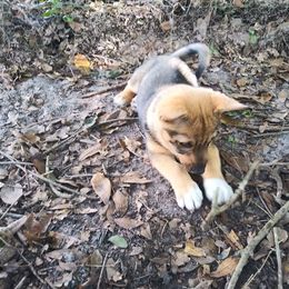 Swedish Vallhund Puppies from Skyfyre Swedish Vallhunds