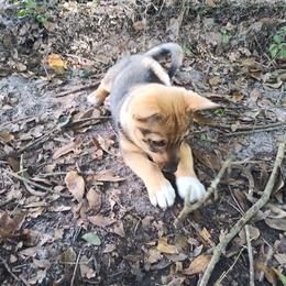 Swedish Vallhund Puppies from Skyfyre Swedish Vallhunds