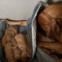 Girl 3 - Golden rust female Vizsla puppy in Chipley, Florida from GT Gundogs