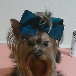 Wyllo - Yorkshire Terrier