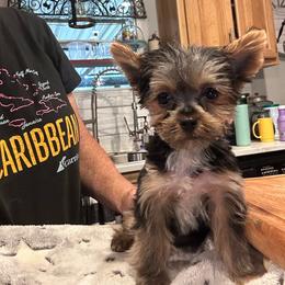Toby(click pic) - Black and tan male Yorkshire Terrier puppy in Kingston, Oklahoma from Lake Life