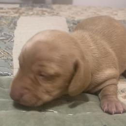 Female cream longhair - Cream female Dachshund puppy in Bethany, Connecticut from Mardox Dachshunds