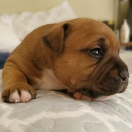 Staffordshire Bull Terrier Puppies from Melissa's Pups