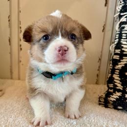 Betsy - Fawn female Pembroke Welsh Corgi puppy in Norman, Oklahoma from Charm Farm Corgis