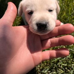 Lyle - Yellow male Labrador Retriever puppy in Goldendale, Washington from Mountain View Kennels