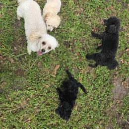 Poodle Puppies from McIntosh Toy Poodles
