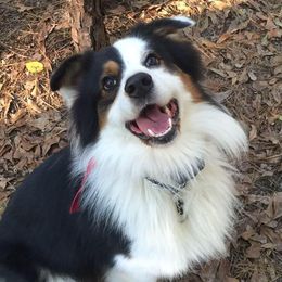 Stomper - Australian Shepherd