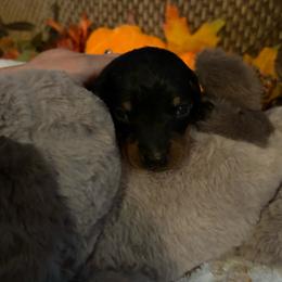 Sam - Black and tan male Dachshund puppy in Nashville, Georgia from Riverside Dachshund