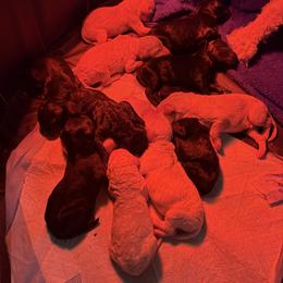 Hermes - Black male Poodle puppy in Petal, Mississippi from Petal Poodles