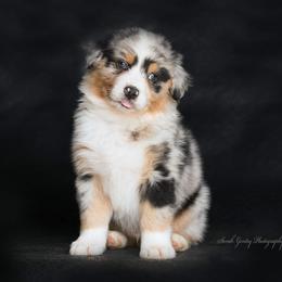 Aussiedoodle and Australian Shepherd Puppies from SS Australian Shepherds and Aussiedoodles
