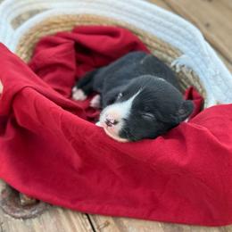 Tempest - Tri-color female Border Collie puppy in Midland, Texas from High Velocity Stockdogs