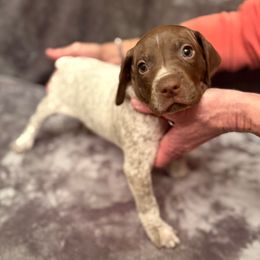 Cowboy (Boy 5 - Red) - Liver roan male German Shorthaired Pointer puppy in Keller, Texas from Jerri Ford