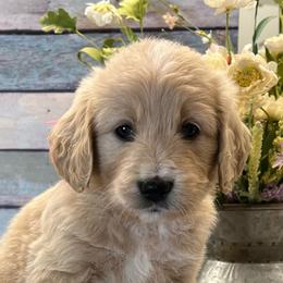 Prancer - Cream female Goldendoodle puppy in The Woodlands, Texas from Gracie's Goldendoodles and Bernedoodles