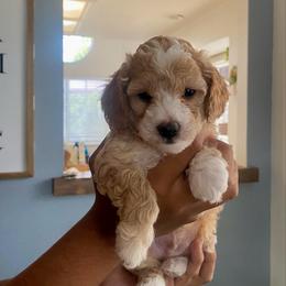 Spanky - Apricot male Poodle puppy in Hemet, California from Vallevistadoodles
