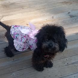Gidgett - Poodle