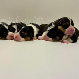 Anna - Black and tan female Pembroke Welsh Corgi puppy in Hanover, Pennsylvania from Happily Ever After Corgis