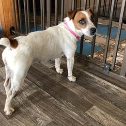 Russell Terrier puppies from Royal Russells Ranch