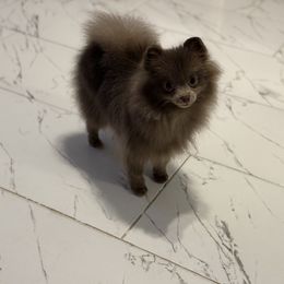 Jelly - Lavender female Pomeranian puppy in Willis, Texas from Treasured Jewels Pomeranians