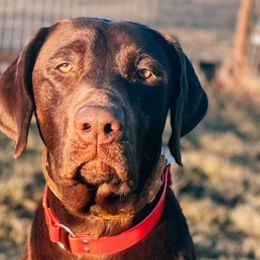Labrador Retrievers from Shining Diamonds Kennels