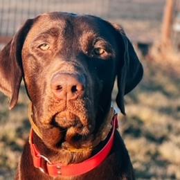Labrador Retrievers from Shining Diamonds Kennels
