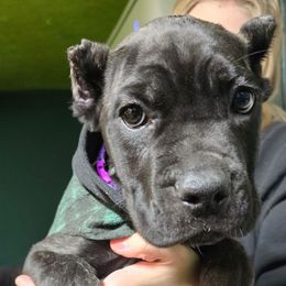 Purple Collar Female - Black brindle female Cane Corso puppy in Lewistown, Montana from Corsi Amore Kennels