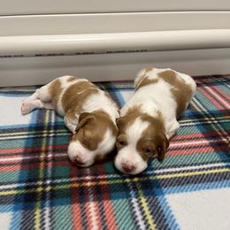 Boy 4 - Brittany puppy from Campbell's Brittanys