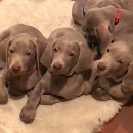 Weimaraner Puppies from Sterling Hill Weimaraners