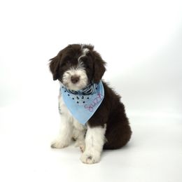 Bordoodle and Poodle Puppies from 5 Cent Canine Co.