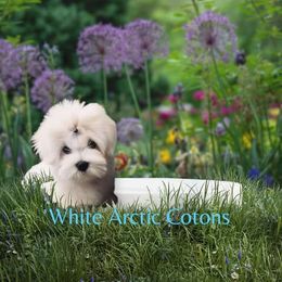 Coton de Tulear Puppies from White Arctic Cotons