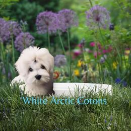 Coton de Tulear Puppies from White Arctic Cotons