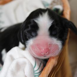 Mahogany - Black and white female English Springer Spaniel puppy in Lexington, South Carolina from House Tiner Springers