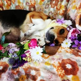 Beagle All Grown Up from Hamptons Ridge Beagles