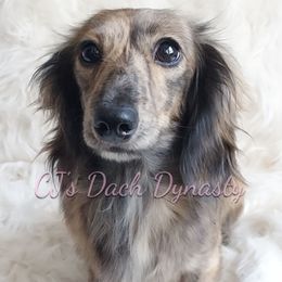 Déjà - Dachshund