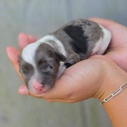 Aspen - Blue merle male Aussiedoodle puppy in Lithia, Florida from Waterford Doodle Farm