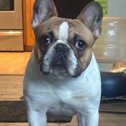 Clementine - French Bulldog