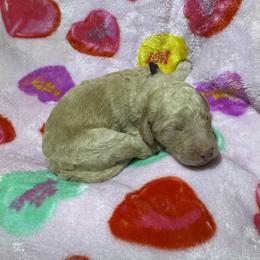 Romeo - Cream male Goldendoodle puppy in Simpsonville, South Carolina from D & D Golden Doodles, LLC