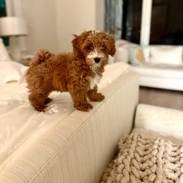 Havapoo Puppies from Havapoo Kennels