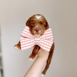 Pier - Red  male Goldendoodle puppy in Syracuse, Indiana from The Doodle Cove