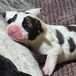 Girl 1 W - White female Central Asian Shepherd Dog puppy in Michigan from Guardian Dog