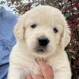 Light blue - Light golden male Golden Retriever puppy in Jesup, Georgia from Painted Platinum Retrievers (Painted Platinum Kennel) PPK
