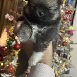 Cinnamon - Orange female Pomeranian puppy in El Paso, Texas from Texas quality pomeranians