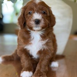 Nikki - Red  female Goldendoodle puppy in Yuciapa, California from AlltheDoodlez_