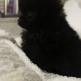 Pomeranian Puppies from Silver’s Reigning Heir Poms