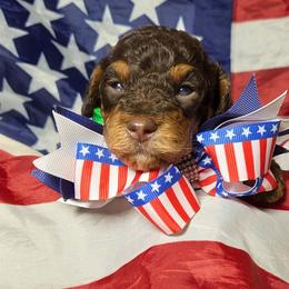 Cappuccino (Chino) - Red phantom male Aussiedoodle puppy in Haleyville, Alabama from The Cuddly Dood Ranch
